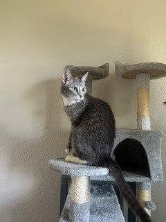 Enlarge Cookie, a Adoptable mixed breed in Phoenix, AZ image 2/3