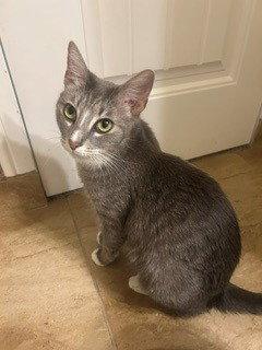 Enlarge Cookie, a Adoptable mixed breed in Phoenix, AZ image 3/3
