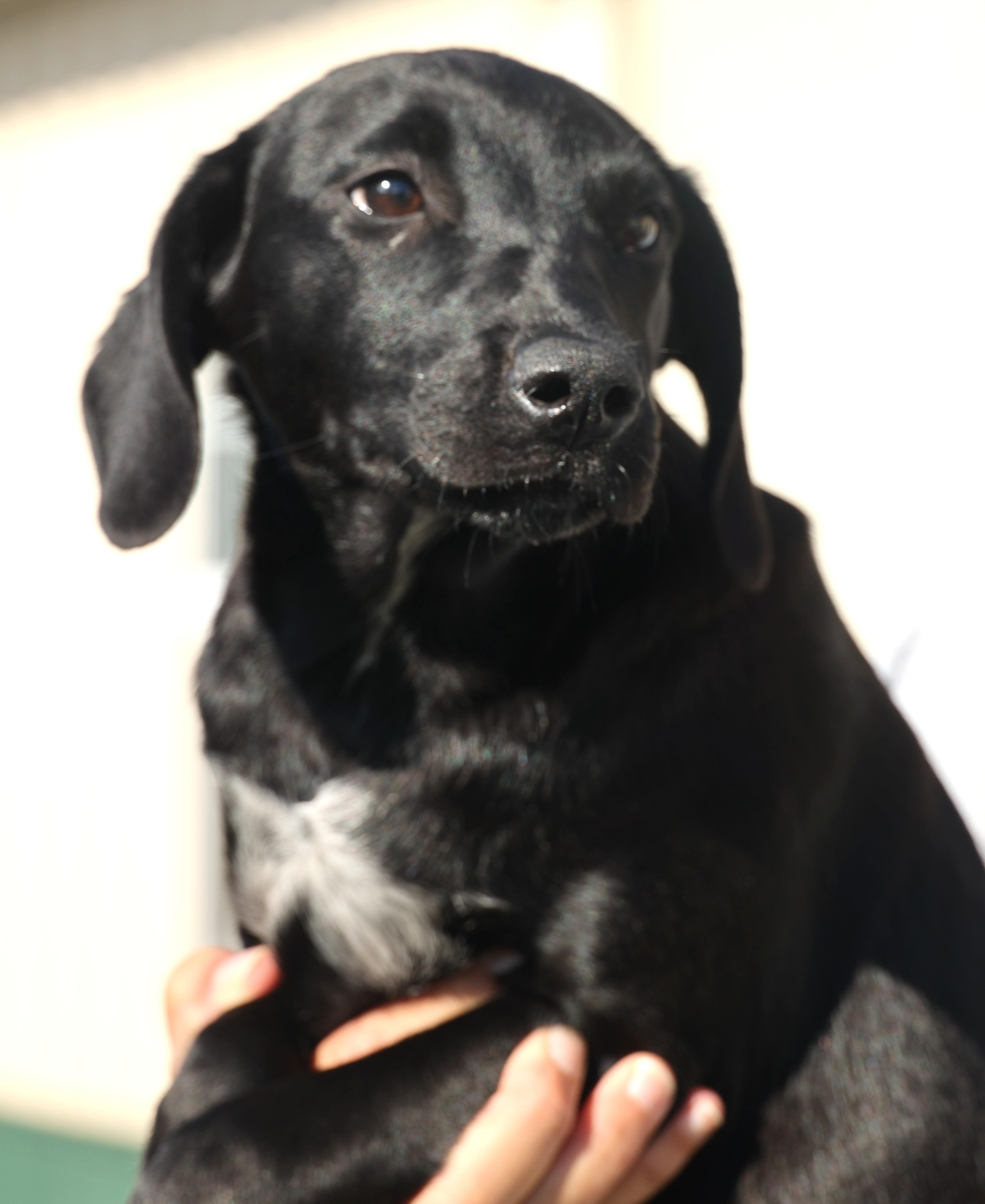 Pallina-Available! www.lhardog to apply!