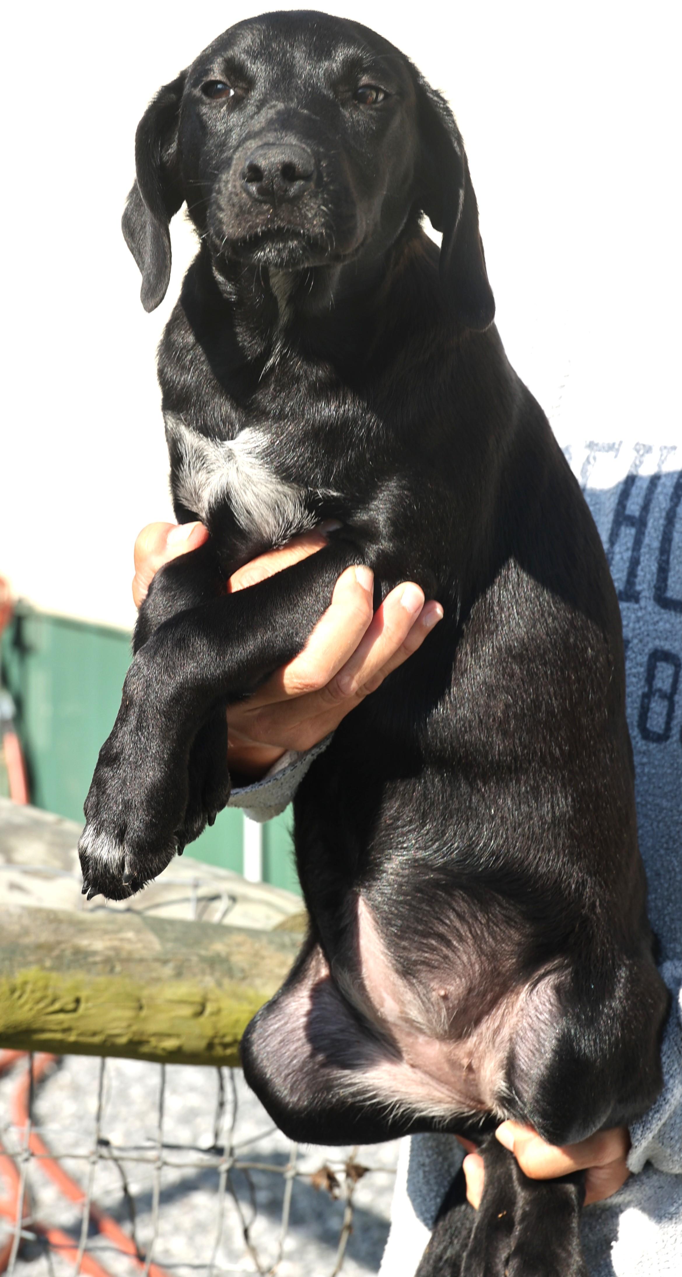 Pallina-Available! www.lhardog to apply!