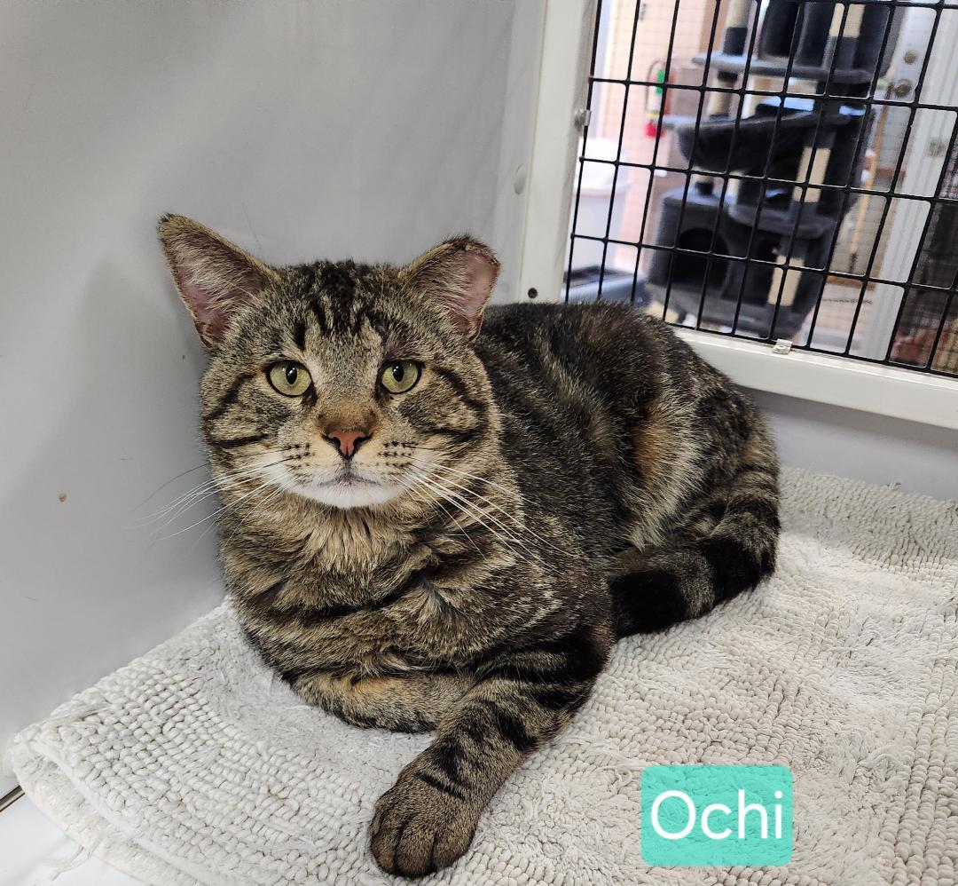 Ochi
