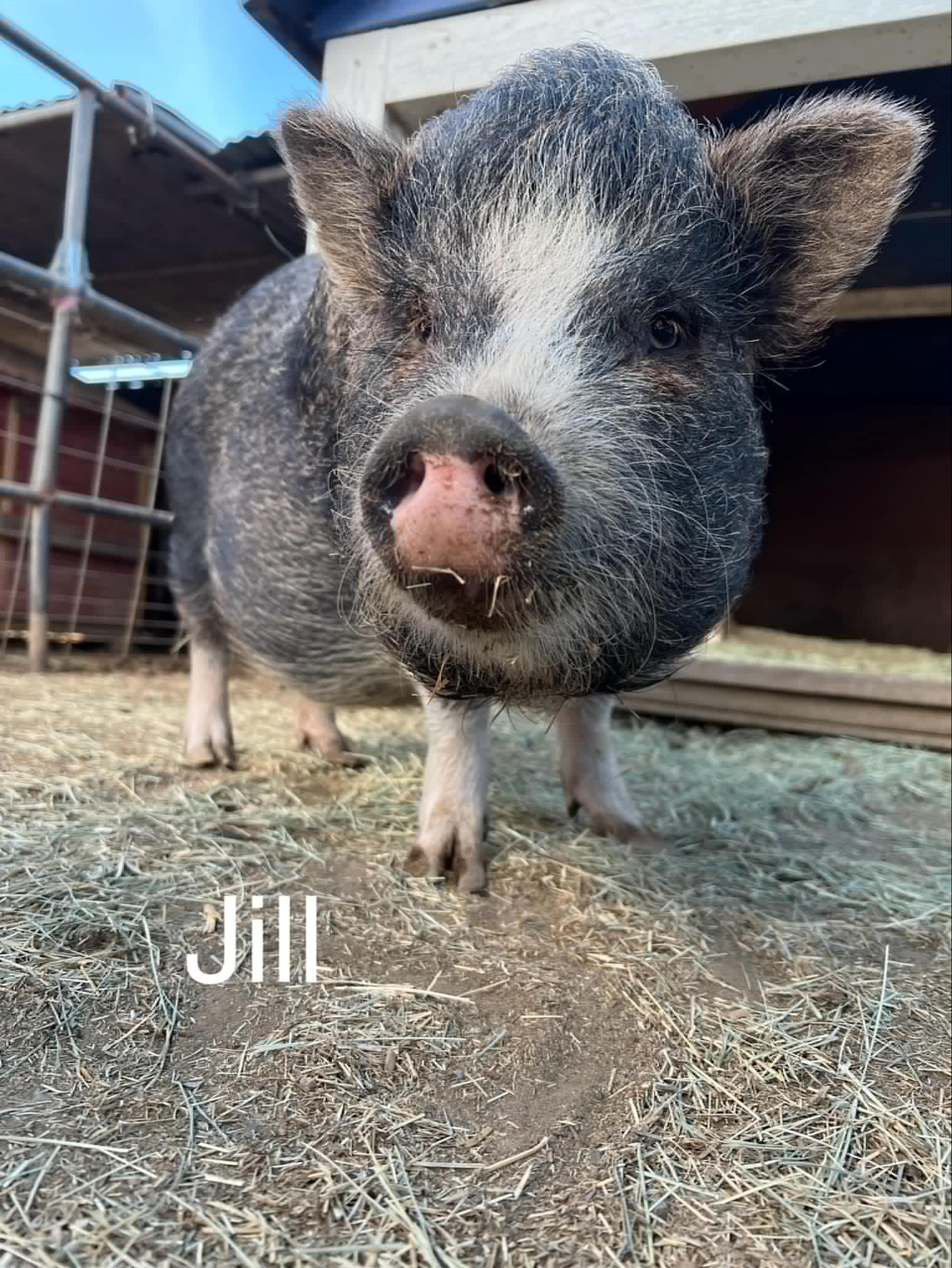 Enlarge Jill, a Adoptable Vietnamese Pot Bellied in Ramona, CA image 1/1