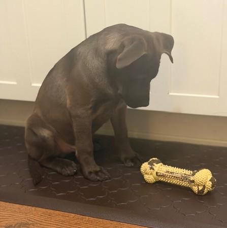 Enlarge Andy, a Adoptable mixed breed in Albany, NY image 4/6