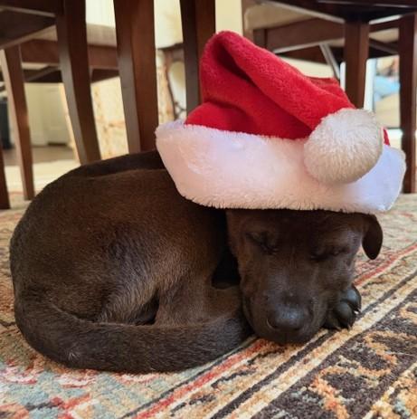 Andy, Adoptable, Puppy Male Labrador Retriever.