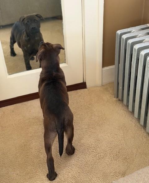 Enlarge Andy, a Adoptable mixed breed in Albany, NY image 5/6