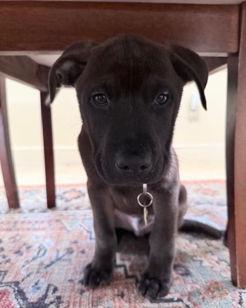 Enlarge Andy, a Adoptable mixed breed in Albany, NY image 3/6