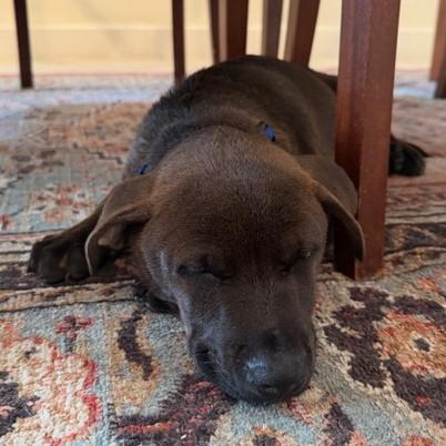 Enlarge Andy, a Adoptable mixed breed in Albany, NY image 6/6