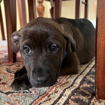 Enlarge Andy, a Adoptable mixed breed in Albany, NY image 2/6