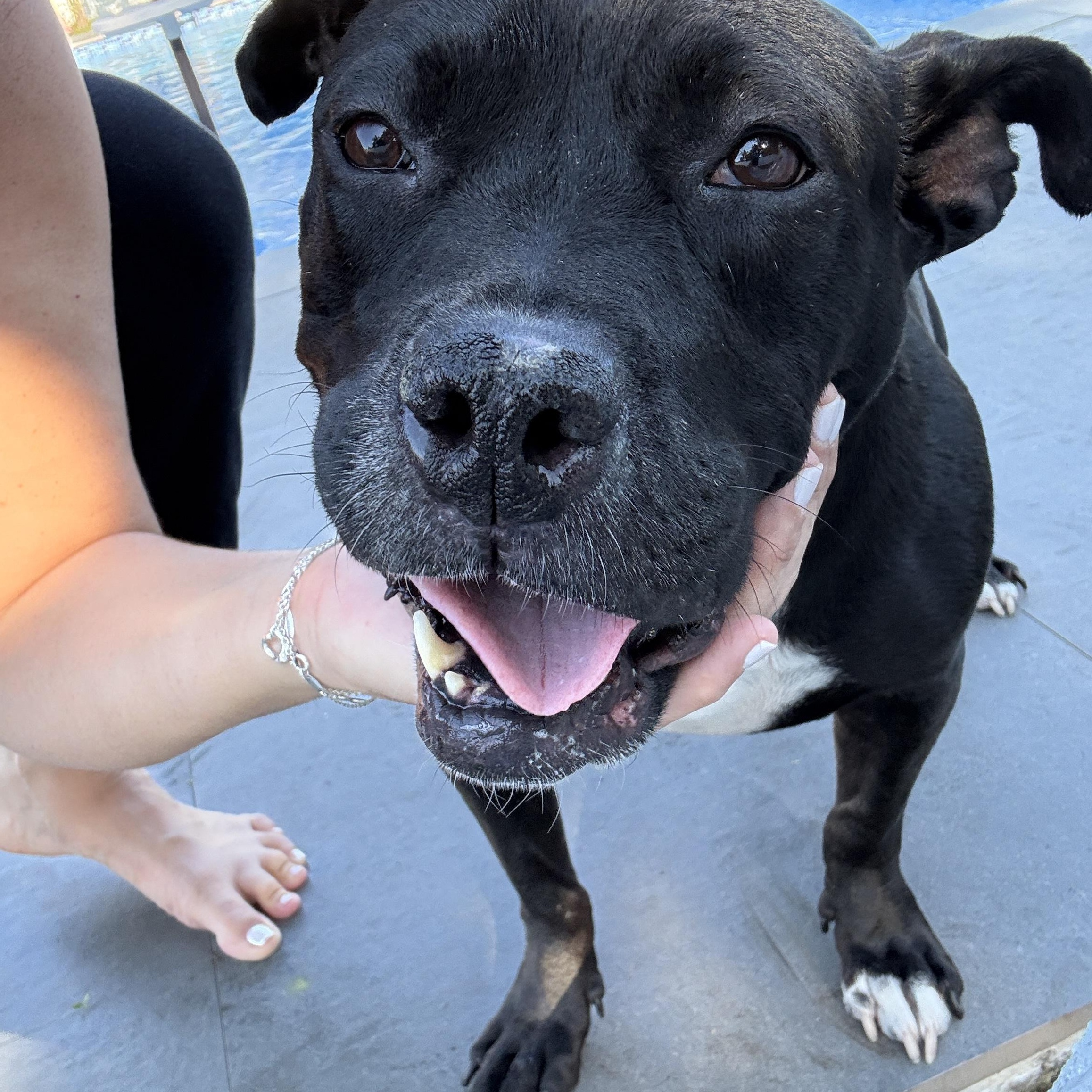 Enlarge Jovie, a ADOPTABLE mixed breed in Port Saint Lucie, FL image 4/6