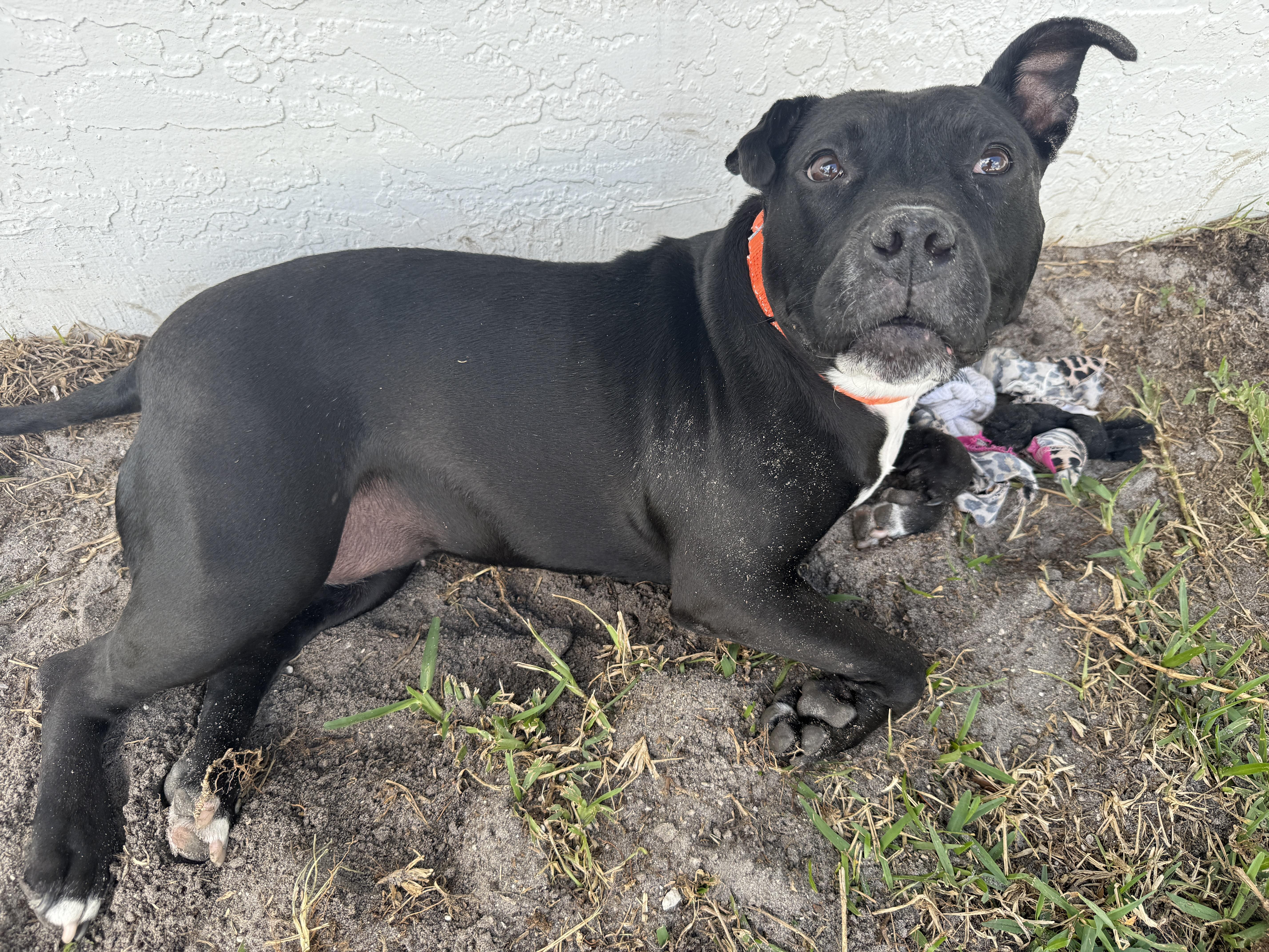Enlarge Jovie, a ADOPTABLE mixed breed in Port Saint Lucie, FL image 3/6