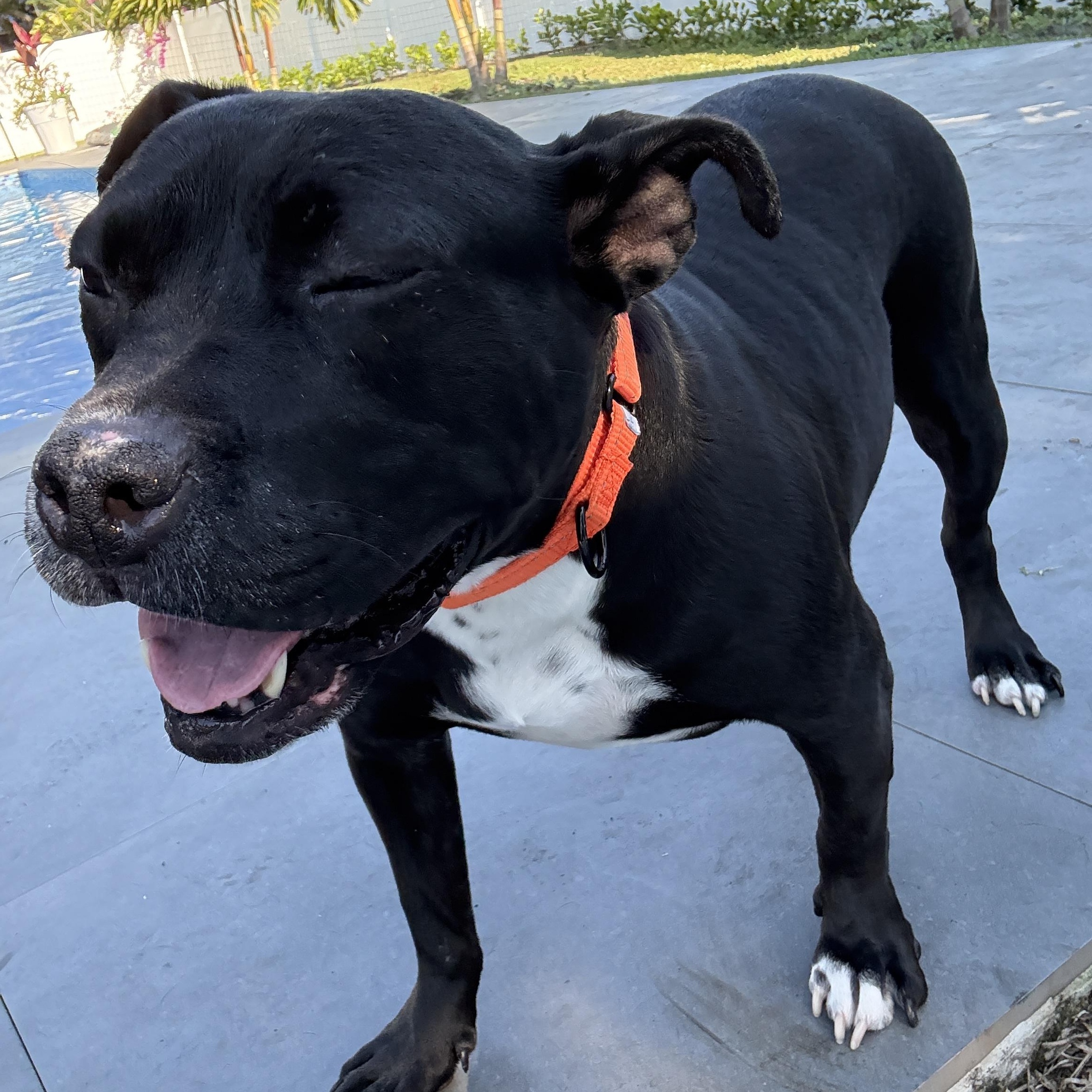 Enlarge Jovie, a ADOPTABLE mixed breed in Port Saint Lucie, FL image 6/6