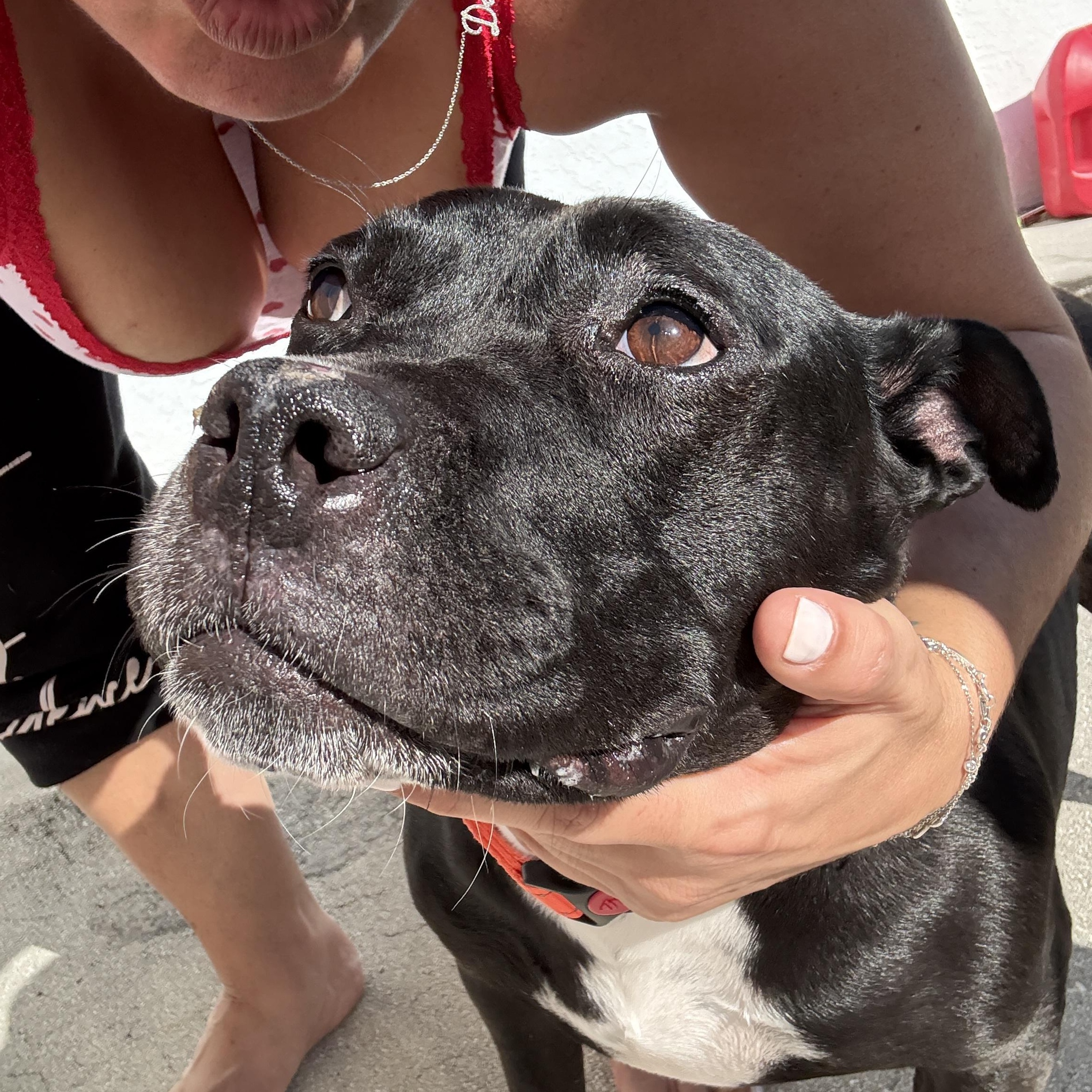 Enlarge Jovie, a ADOPTABLE mixed breed in Port Saint Lucie, FL image 2/6