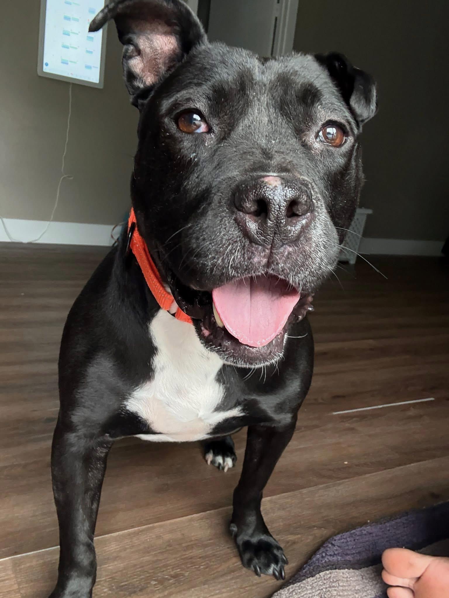 Enlarge Jovie, a ADOPTABLE mixed breed in Port Saint Lucie, FL image 5/6