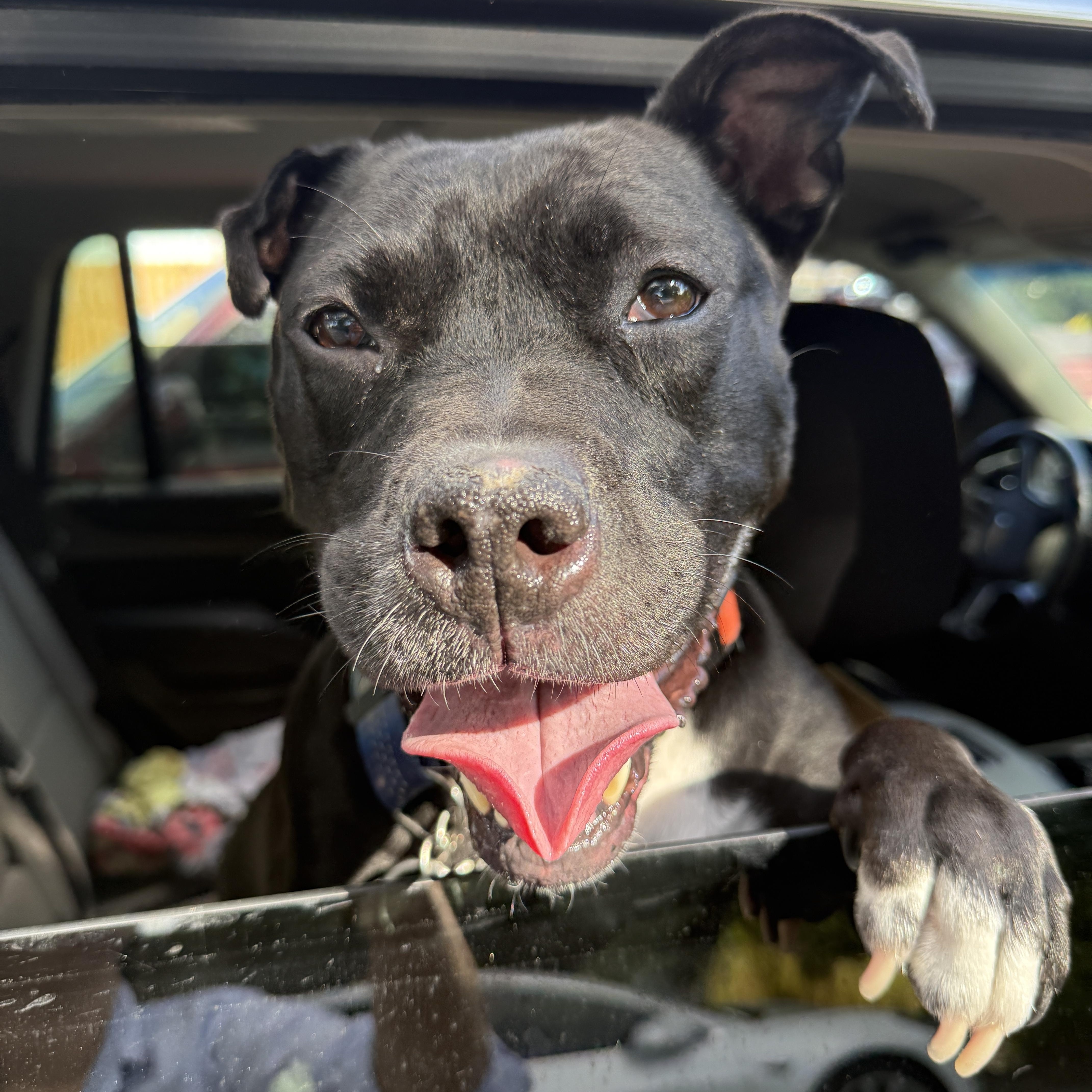 Jovie, ADOPTABLE, Adult Female American Staffordshire Terrier.