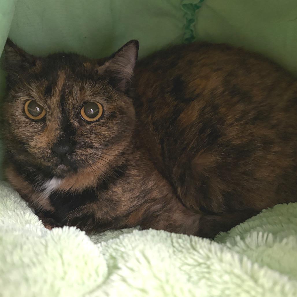 Stix, Adoptable, Adult Female Domestic Short Hair.