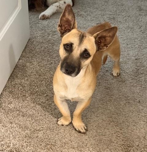 Charlie, Adoptable, Adult Male Chihuahua & Corgi.