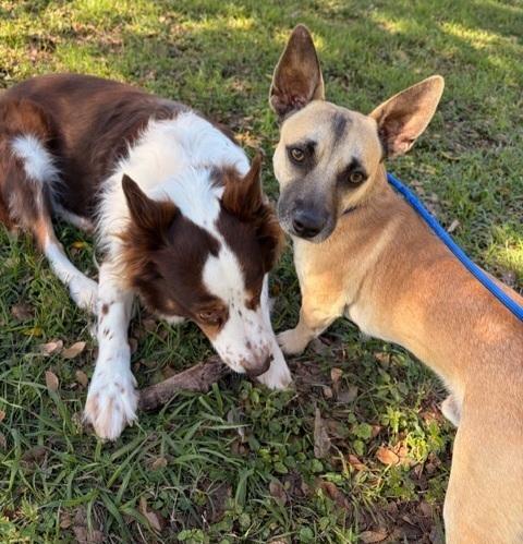 Enlarge Charlie, a Adoptable mixed breed in Sedalia, CO image 2/5