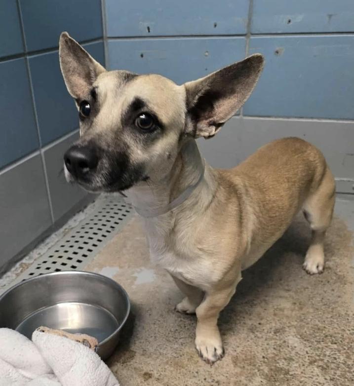 Enlarge Charlie, a Adoptable mixed breed in Sedalia, CO image 3/5