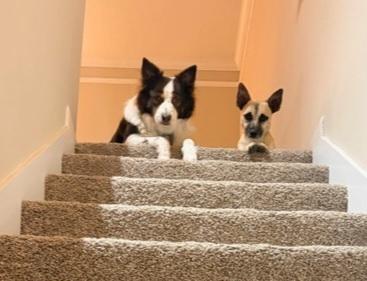 Enlarge Charlie, a Adoptable mixed breed in Sedalia, CO image 4/5