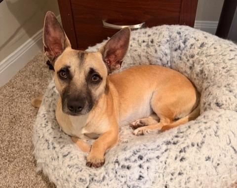 Enlarge Charlie, a Adoptable mixed breed in Sedalia, CO image 5/5