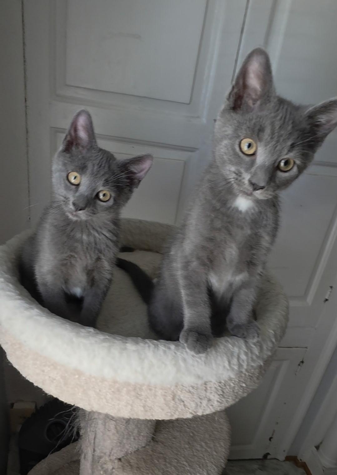 Ethel bonded to Fred, ADOPTABLE, Kitten Female Domestic Short Hair.