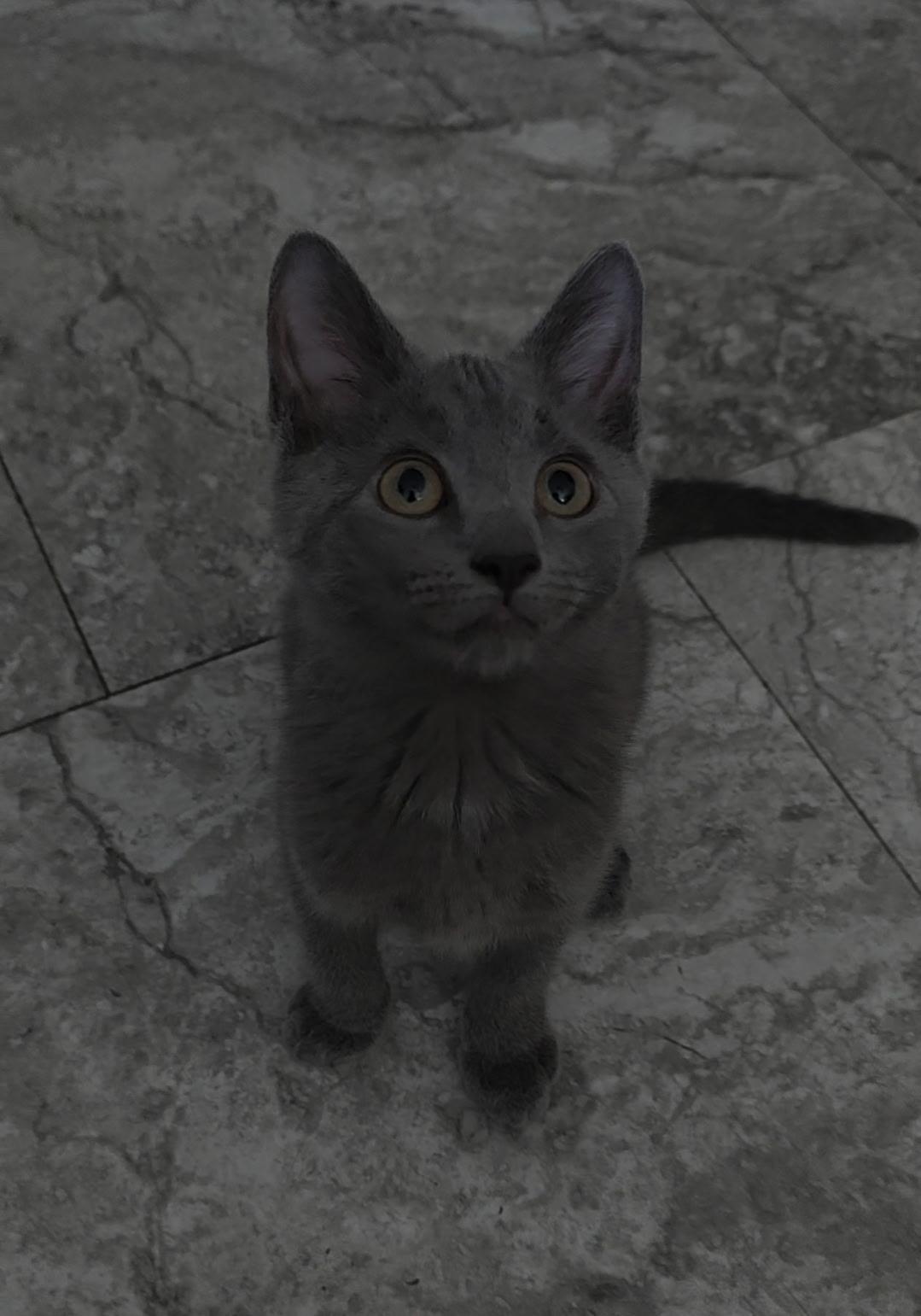 Ethel, a ADOPTABLE Russian Blue in Reisterstown, MD image 4/4