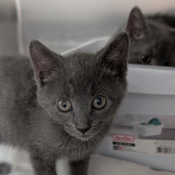 Ethel, a ADOPTABLE Domestic Short Hair in Reisterstown, MD image 1/2