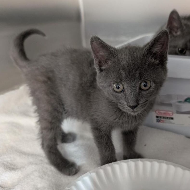 Ethel, a ADOPTABLE Domestic Short Hair in Reisterstown, MD image 2/2