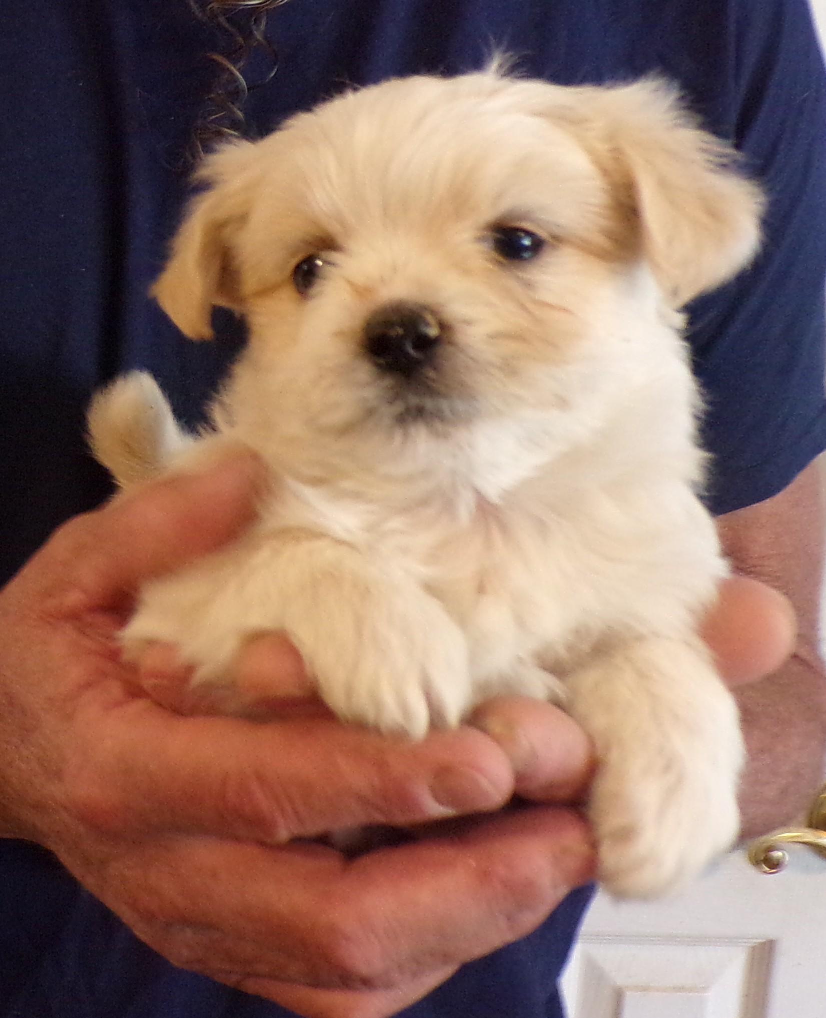 Enlarge MOLLY, a ADOPTABLE mixed breed in Corona, CA image 2/3