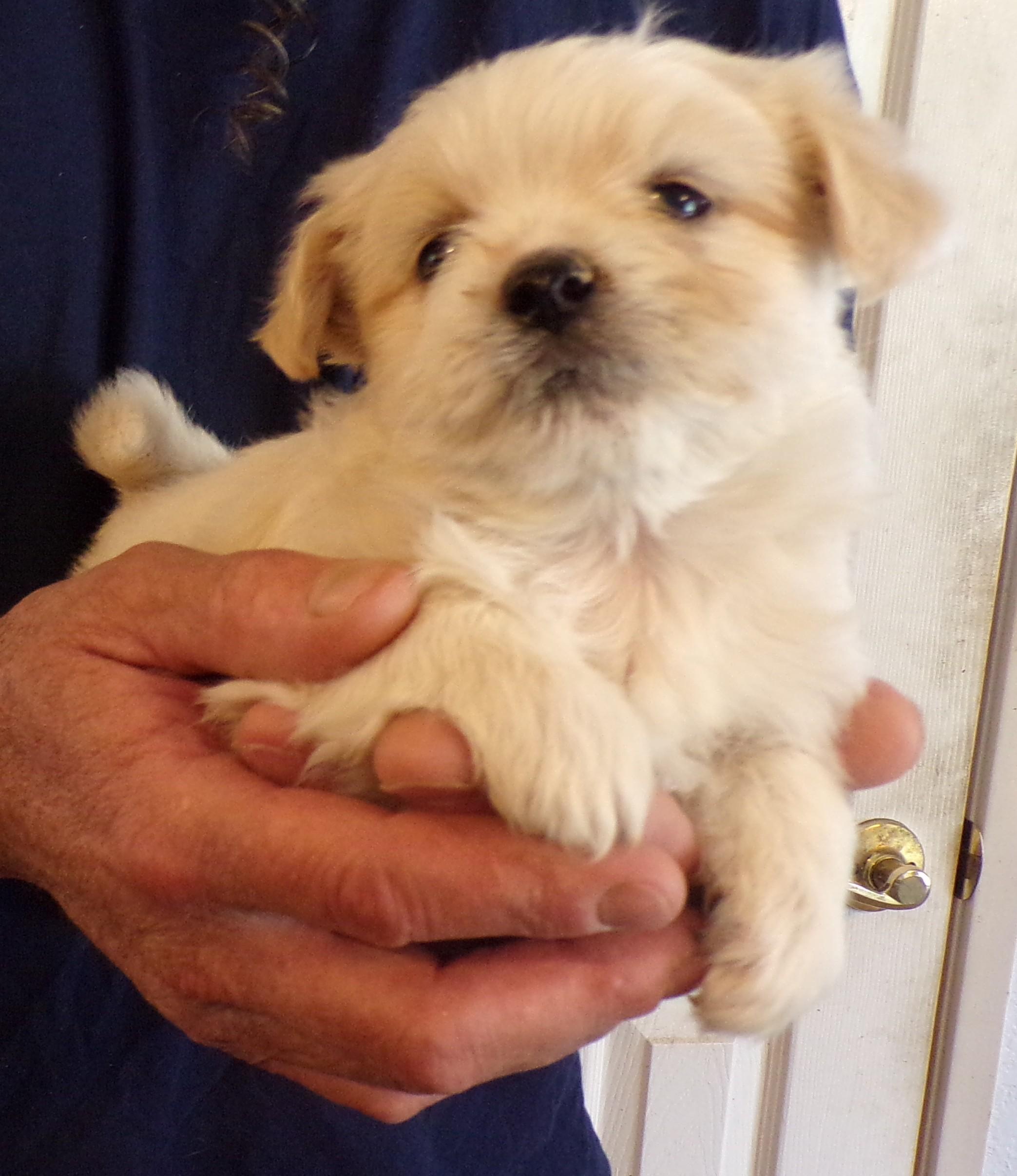 Enlarge MOLLY, a ADOPTABLE mixed breed in Corona, CA image 3/3