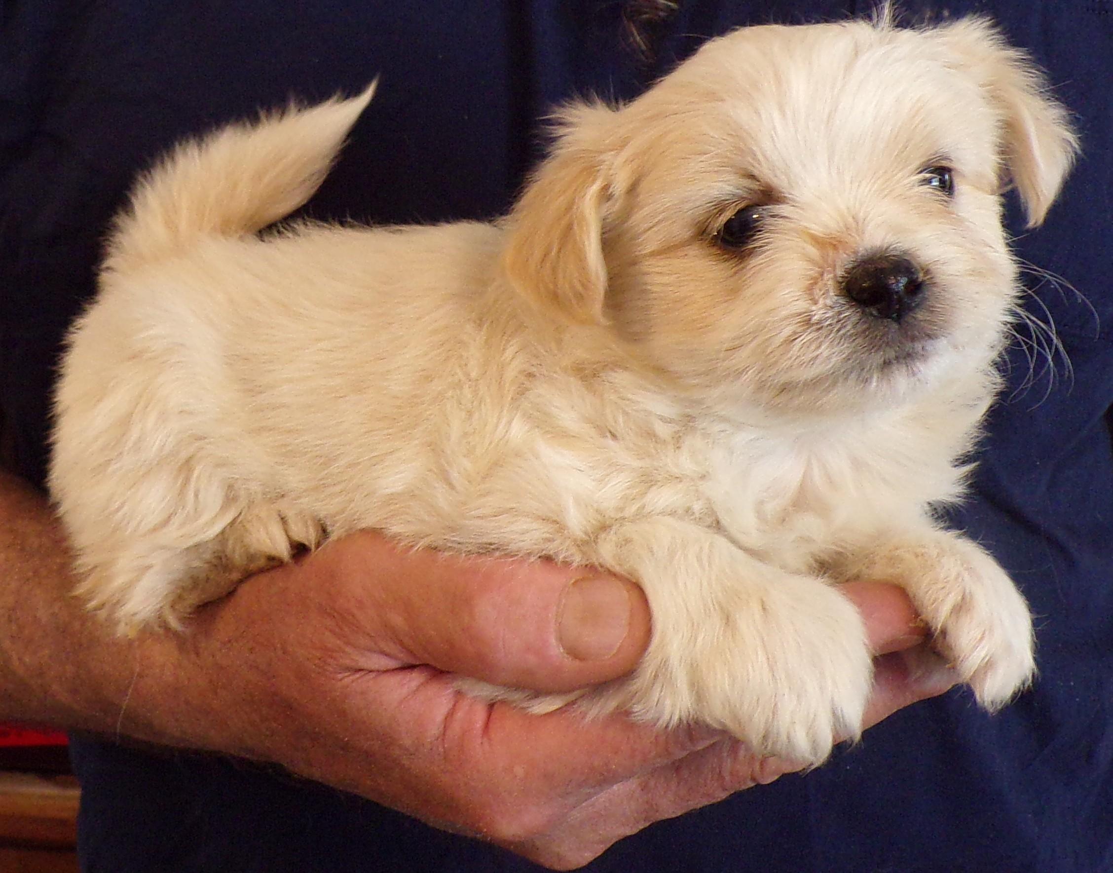 MOLLY, ADOPTABLE, Puppy Female Shih Tzu & Chihuahua.