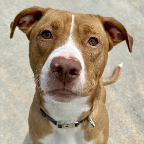 King, Adoptable, Adult Male Pit Bull Terrier.