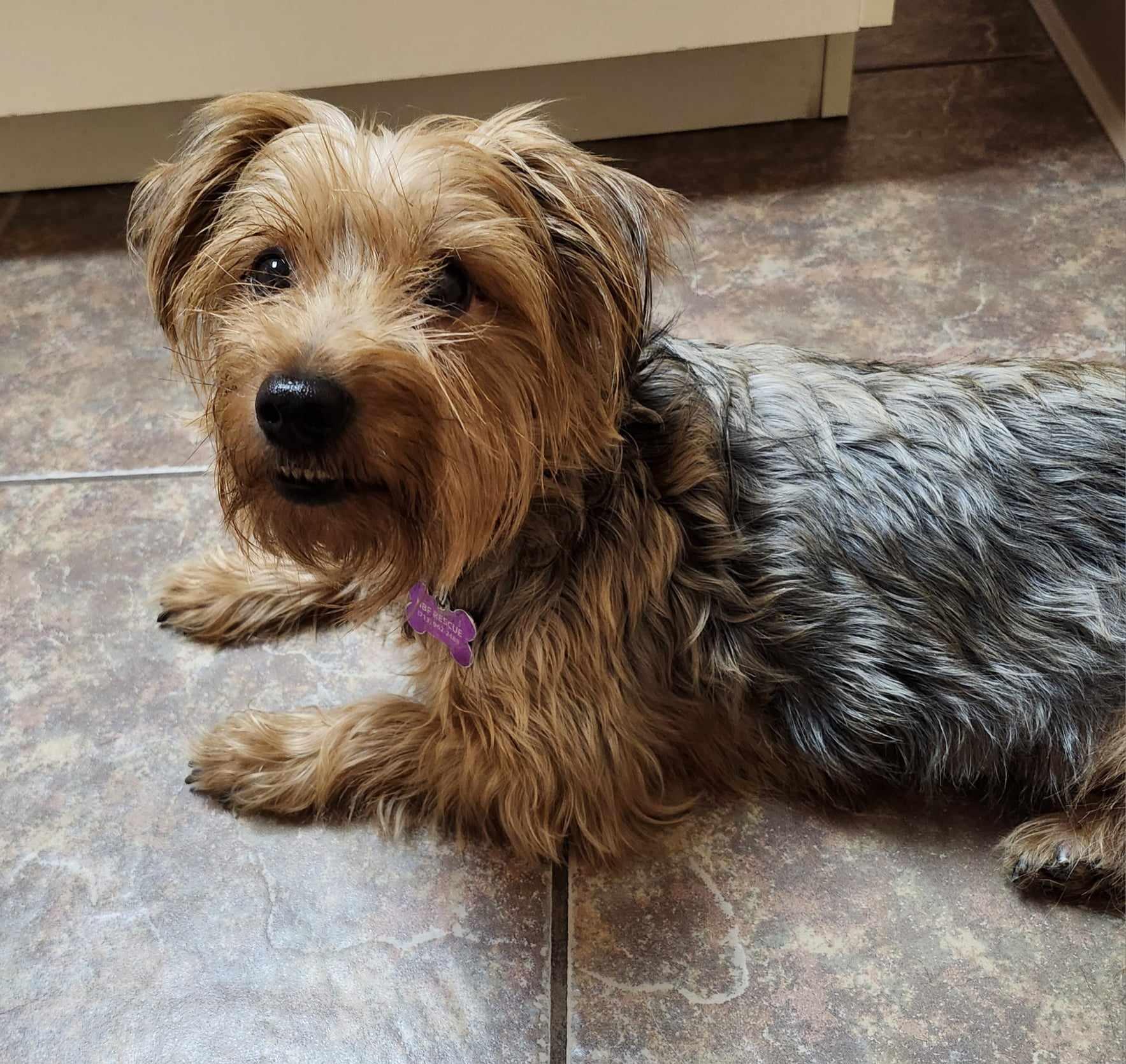 Enlarge Izzy, a Adopted Yorkshire Terrier in Plantersville, TX image 3/6