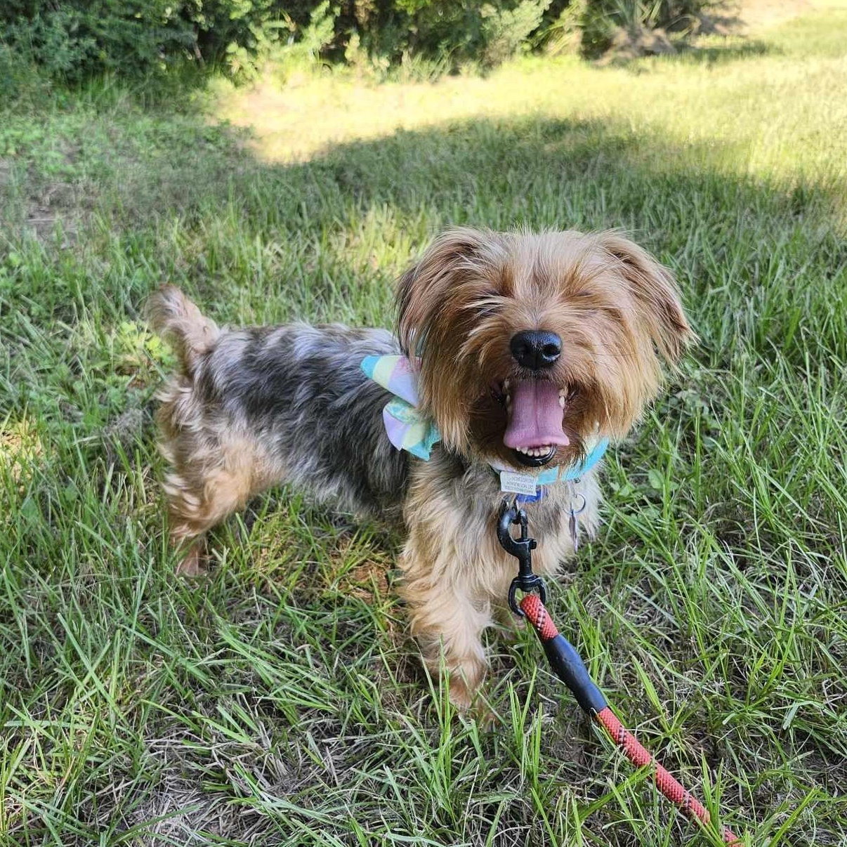 Enlarge Izzy, a Adopted Yorkshire Terrier in Plantersville, TX image 5/6