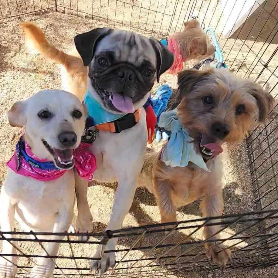 Enlarge Izzy, a Adopted Yorkshire Terrier in Plantersville, TX image 2/6