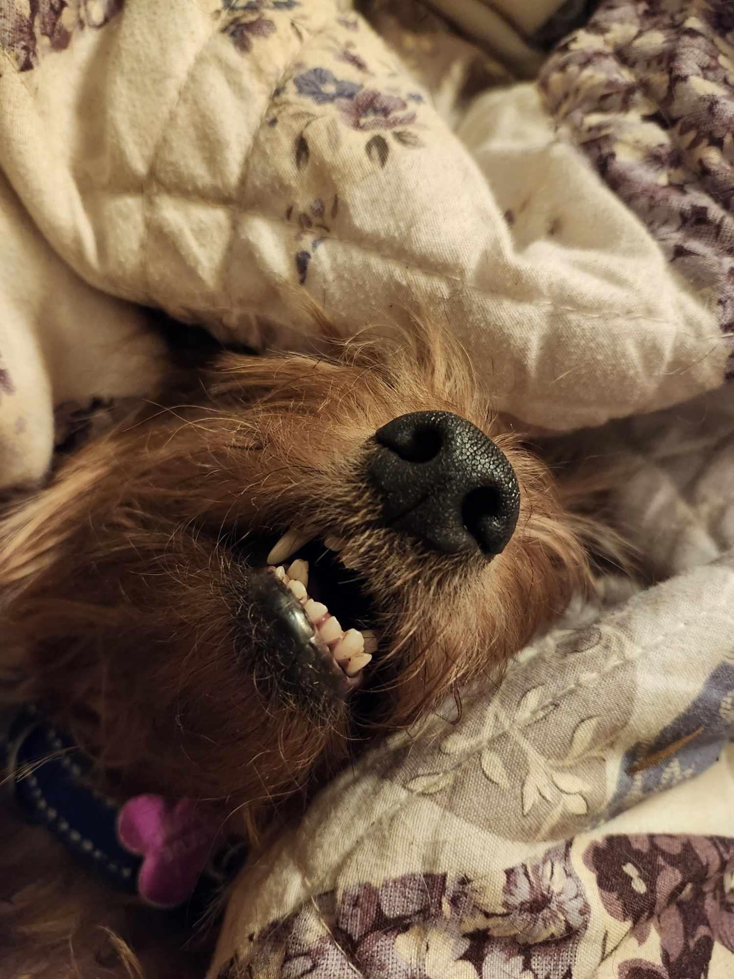 Enlarge Izzy, a Adopted Yorkshire Terrier in Plantersville, TX image 4/6