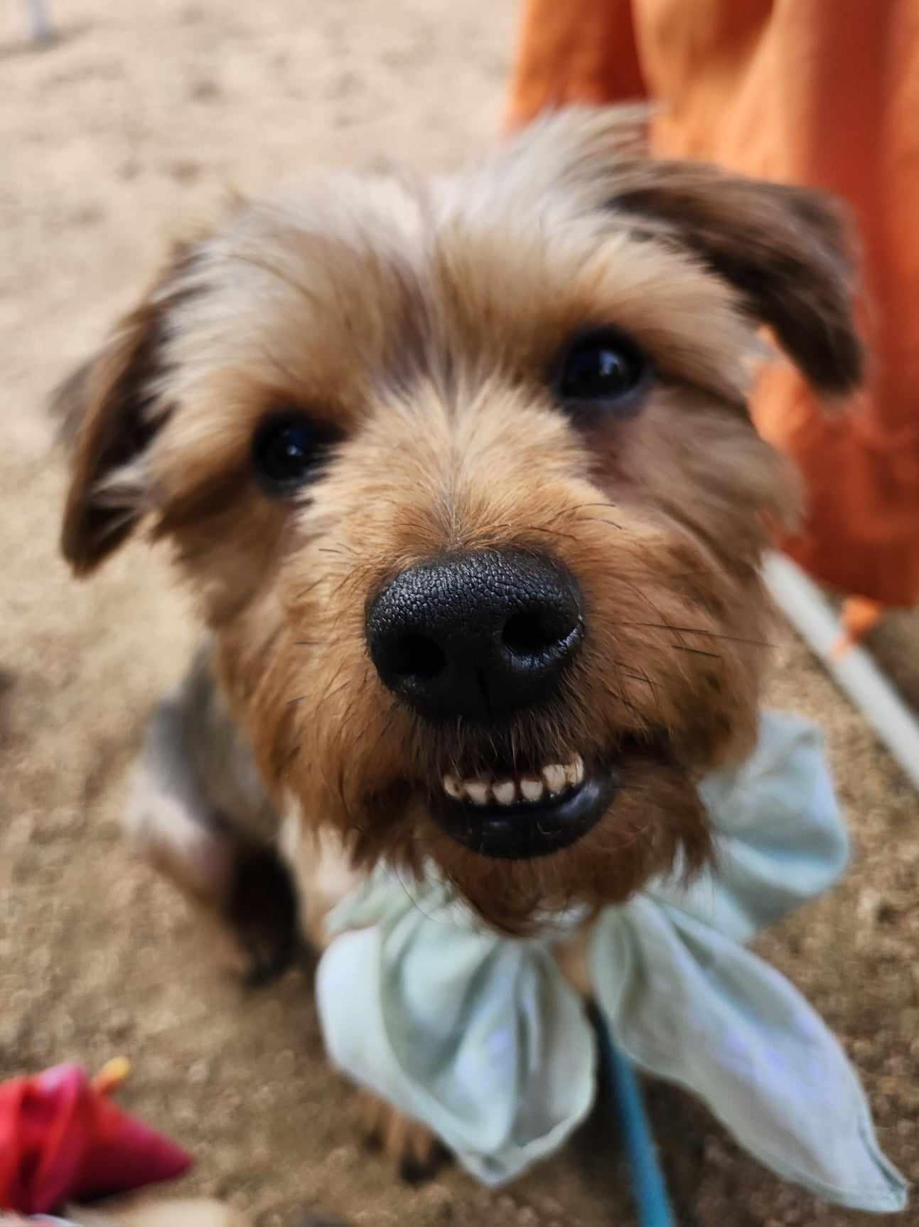 Enlarge Izzy, a Adopted Yorkshire Terrier in Plantersville, TX image 6/6