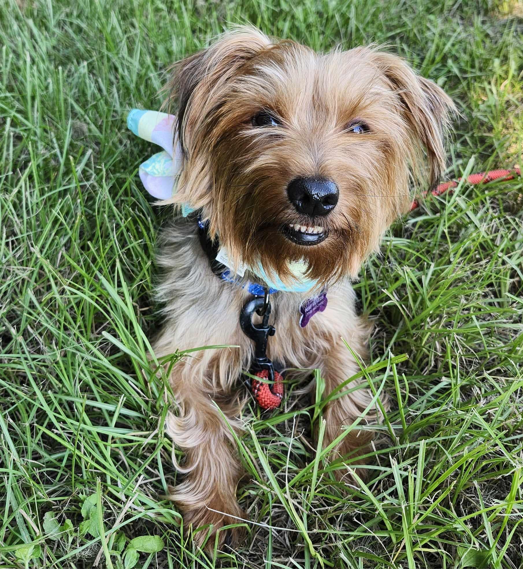 Enlarge Izzy, a Adopted Yorkshire Terrier in Plantersville, TX image 1/6