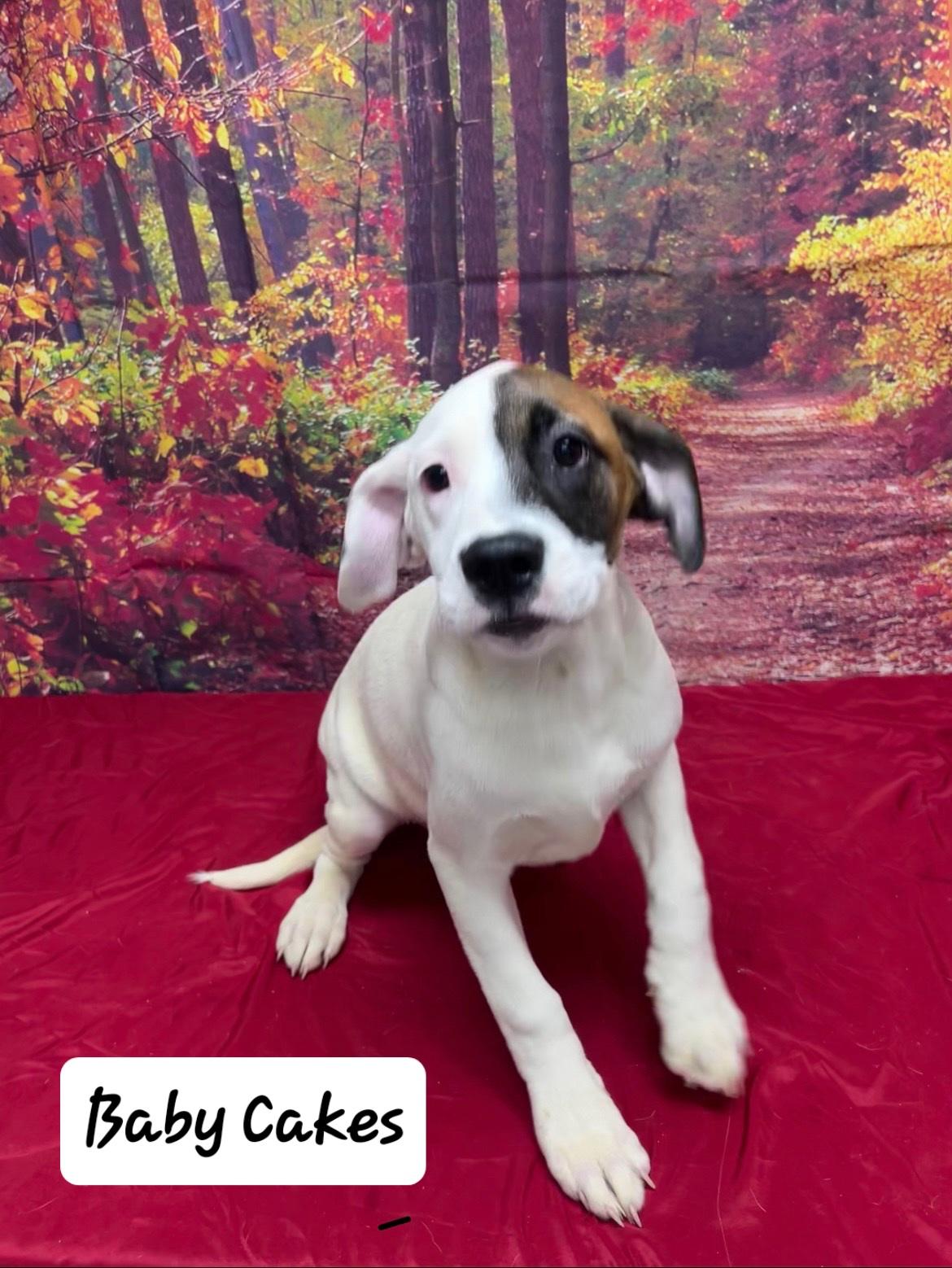 Enlarge Baby Cakes, a Adoptable mixed breed in Urbana, OH image 1/1