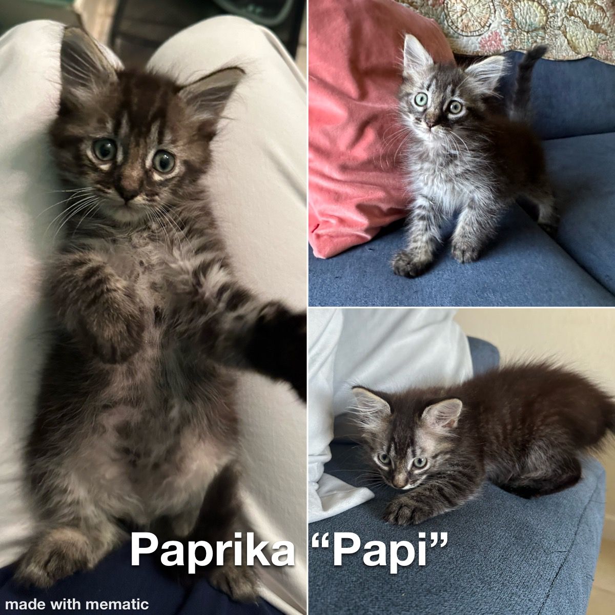 Enlarge Paprika aka "Papi" , a Adopted Tabby in Homestead, FL image 1/2