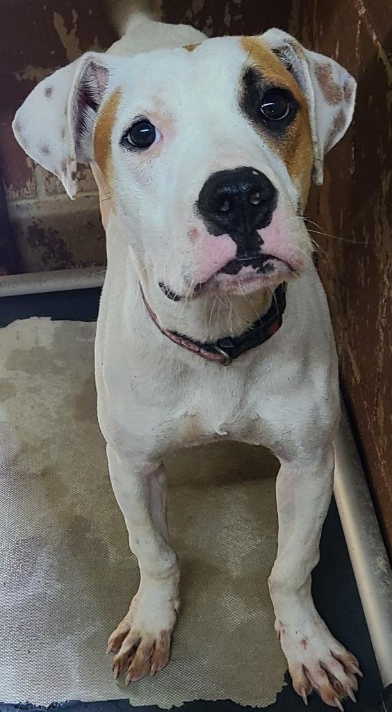 Nicky, Adoptable, Young Male Pit Bull Terrier.