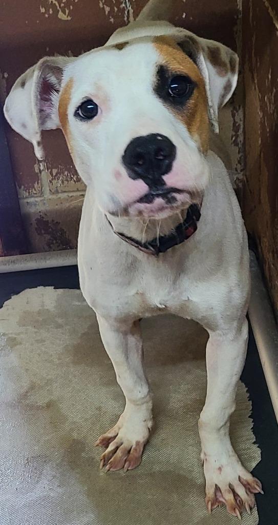 Nicky, a Adoptable Pit Bull Terrier in Swainsboro, GA image 2/2
