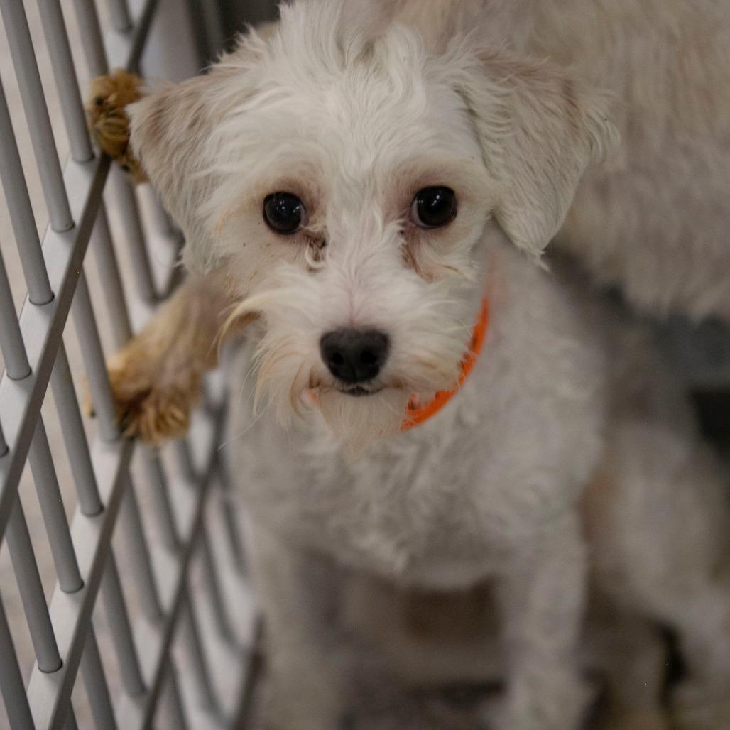 Callie (MY26-107), a Adoptable Coton de Tulear in Peyton, CO image 1/5