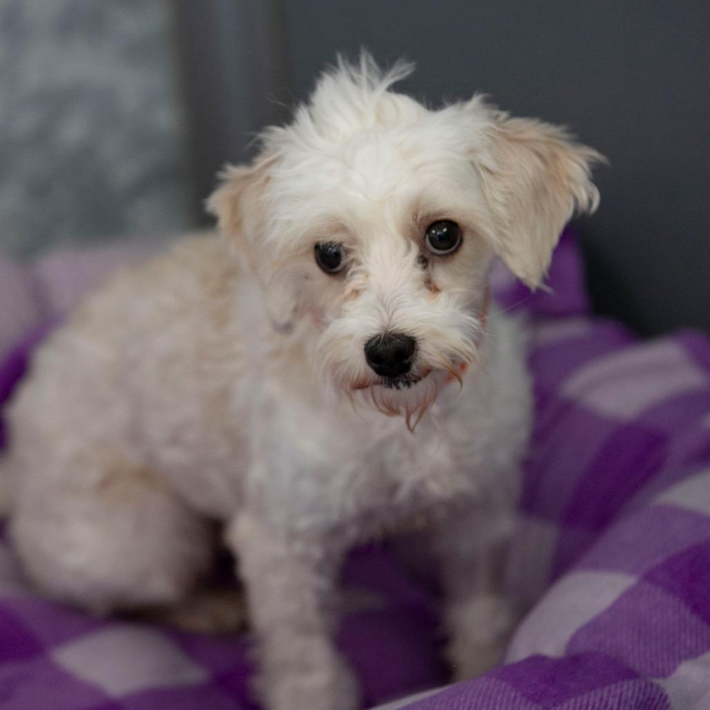 Callie (MY26-107), a Adoptable Coton de Tulear in Peyton, CO image 2/5