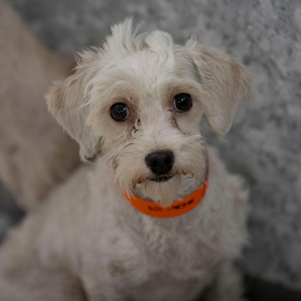Callie (MY26-107), a Adoptable Coton de Tulear in Peyton, CO image 3/5