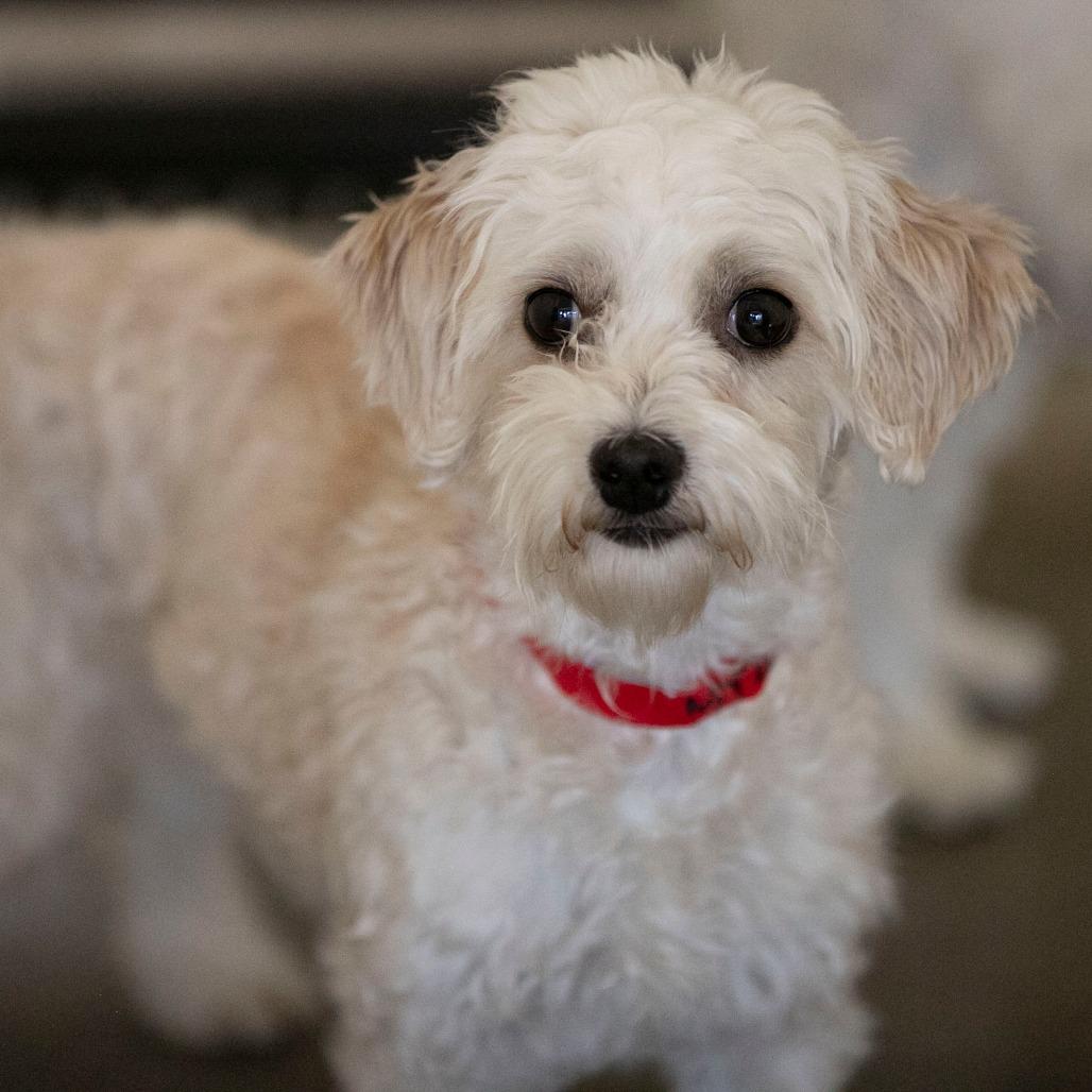Callie (MY26-107), a Adoptable Coton de Tulear in Peyton, CO image 4/5