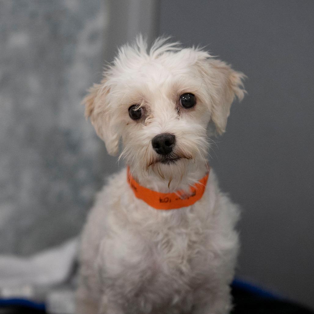Callie (MY26-107), a Adoptable Coton de Tulear in Peyton, CO image 5/5