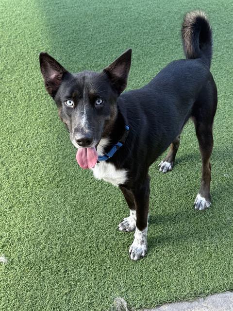 LOBO — thumbnail 2