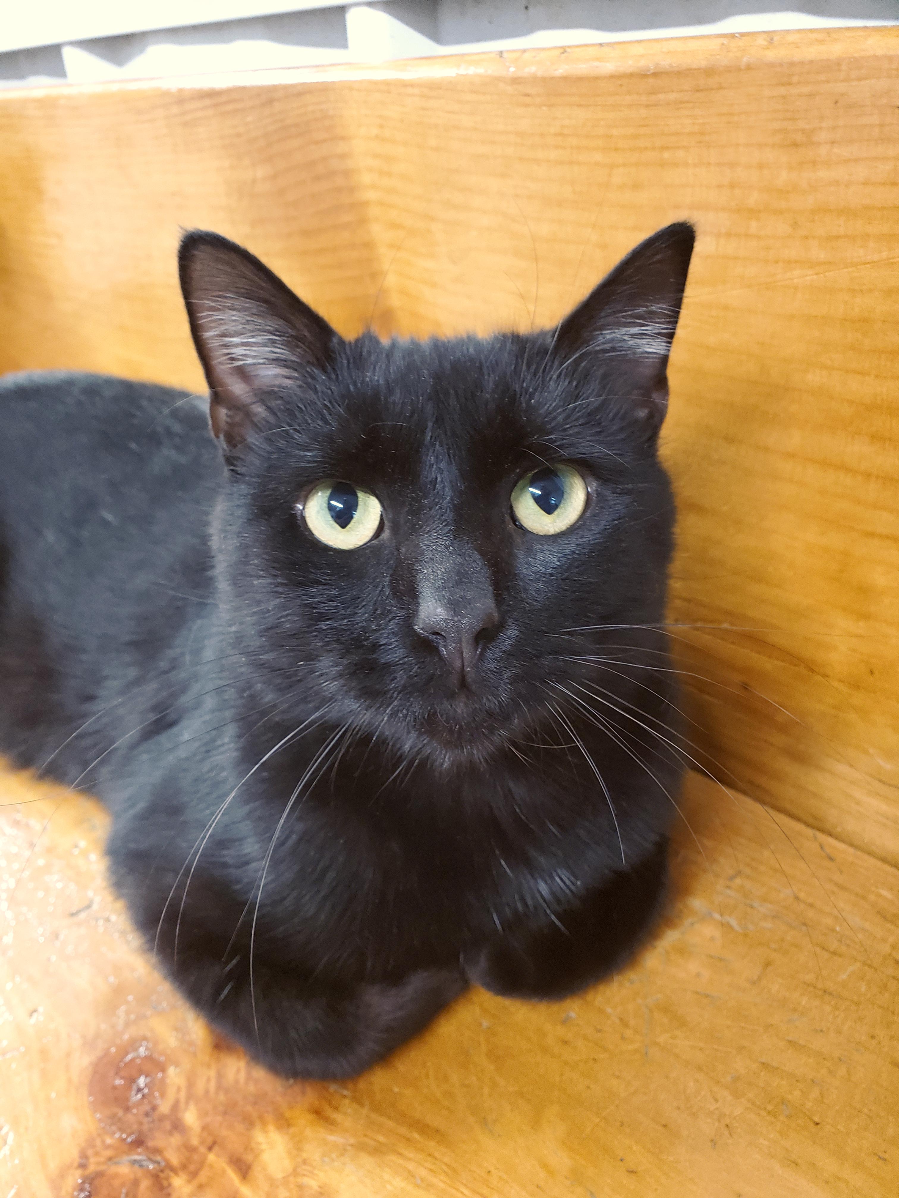 Cashew, Adoptable, Young Male Domestic Short Hair.
