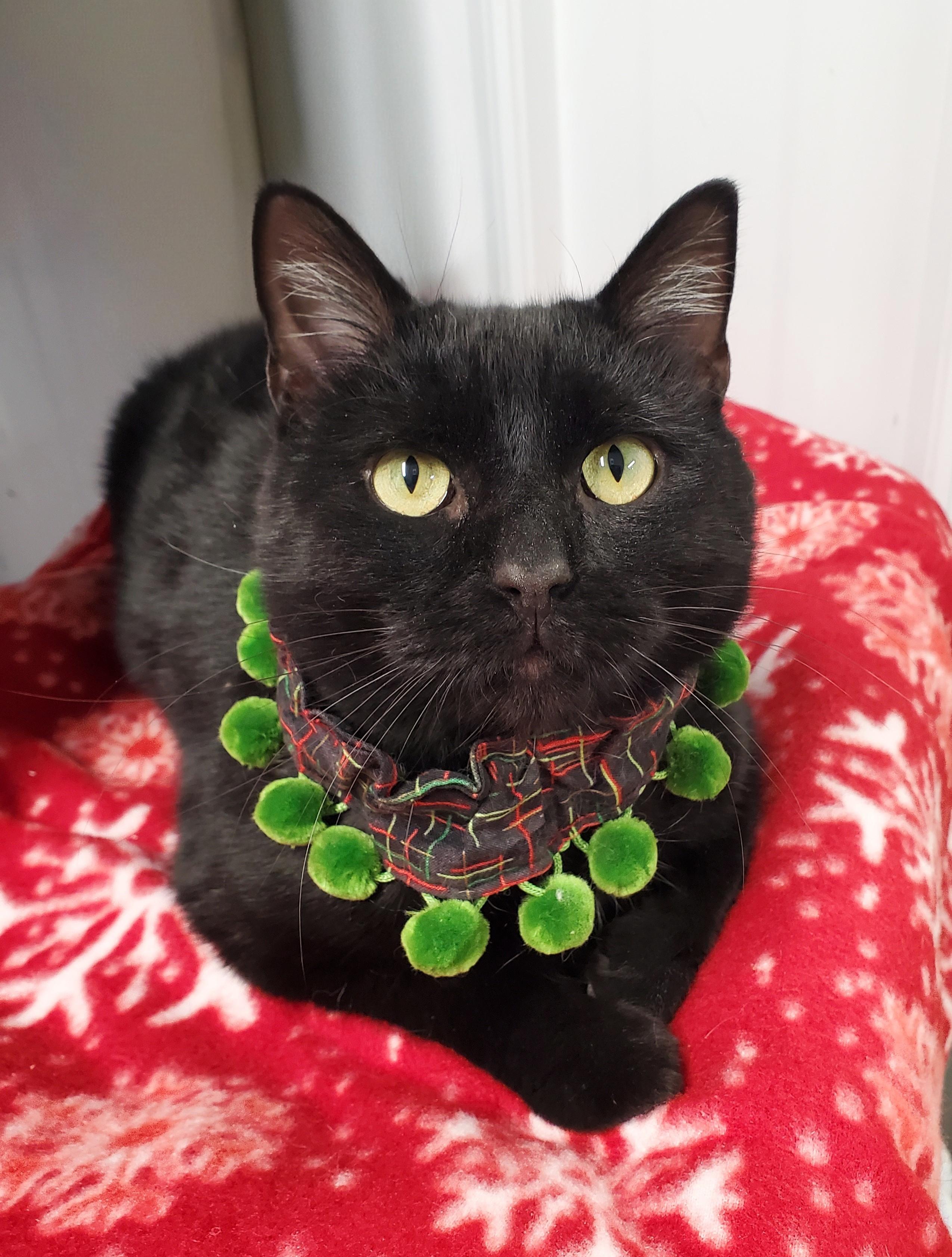 Enlarge Cashew, a Adoptable Domestic Short Hair in Marseilles, IL image 1/1
